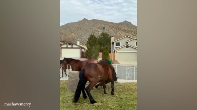 Funniest ANIMALS Videos 2024 That Will Make You Laugh Harder 😂 #ComedyPets #LaughHarder #AnimalCompilation