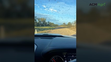 Locust swarms devastate pasture at cattle property near Alpha