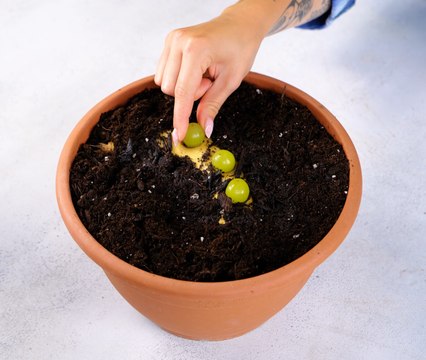 Des conseils de jardinage qui feront fleurir vos fleurs comme jamais auparavant !