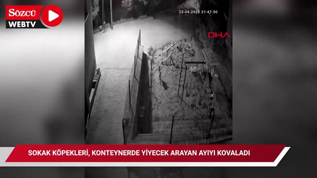 Sokak köpekleri, konteynerde yiyecek arayan ayıyı kovaladı
