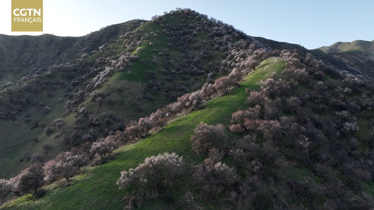 Printemps dans la vallée d'Ili, une rencontre avec des abricotiers en fleurs