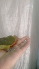 hand tamed fisher 🐦