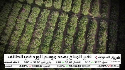 تنتج نحو 300 مليون وردة سنويا.. تغير المناخ يهدد موسم الورد في الطائف