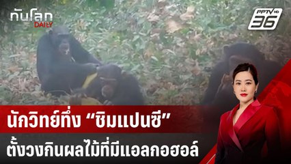 นักวิทย์ทึ่ง “ชิมแปนซี” ตั้งวงกินผลไม้ที่มีแอลกอฮอล์ | ทันโลก DAILY | 23 เม.ย. 68