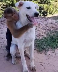 Monkey and dog playing together funny video