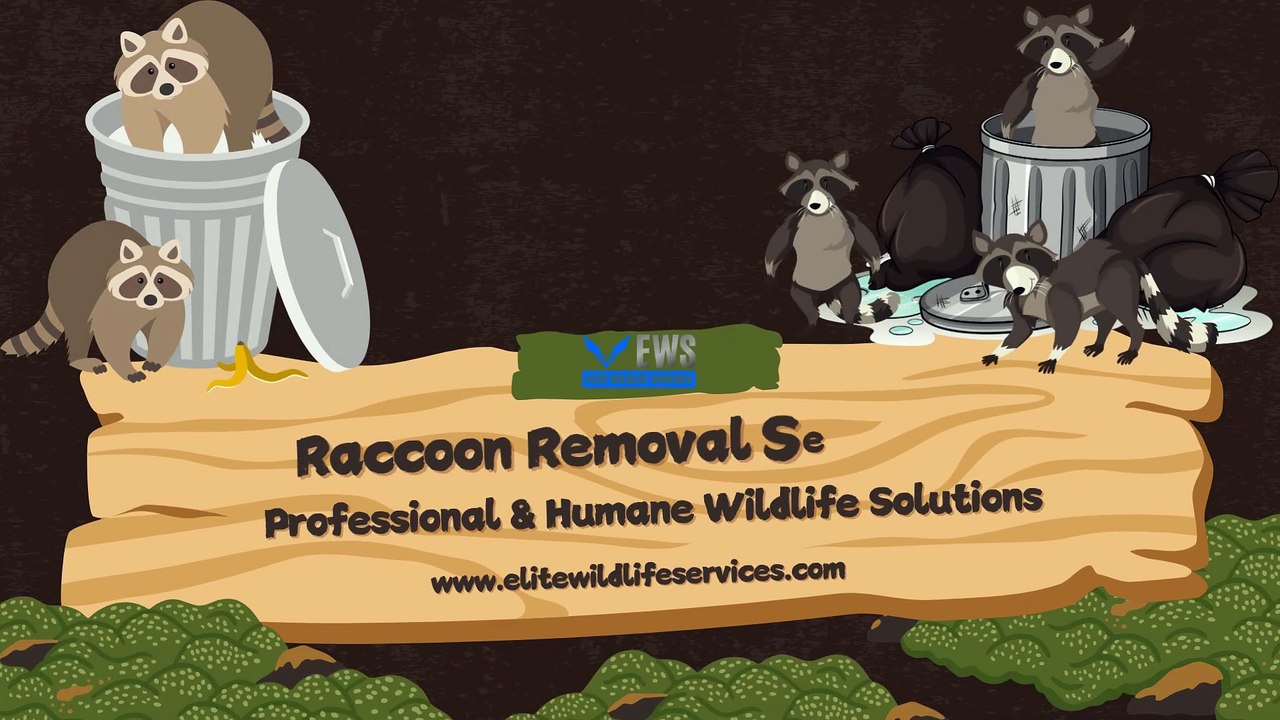 Raccoon Removal Services