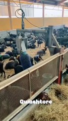 Cutest 🥰 Goats 🐐🐐 Form beautiful seen