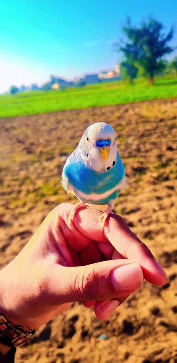 Beautiful Parrot 🦜 #Parrot #viralshorts #entertainment