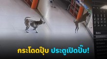 ฉลาดนะเรา รู้วิธีเปิดประตูอัตโนมัติด้วย