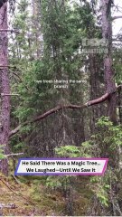 He Spent Years Searching for This Tree... And Finally Found It! 🌳