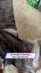 Dog vs. Tiny Mouse Ends in Total Embarrassment Under the Sofa! 🐶😂