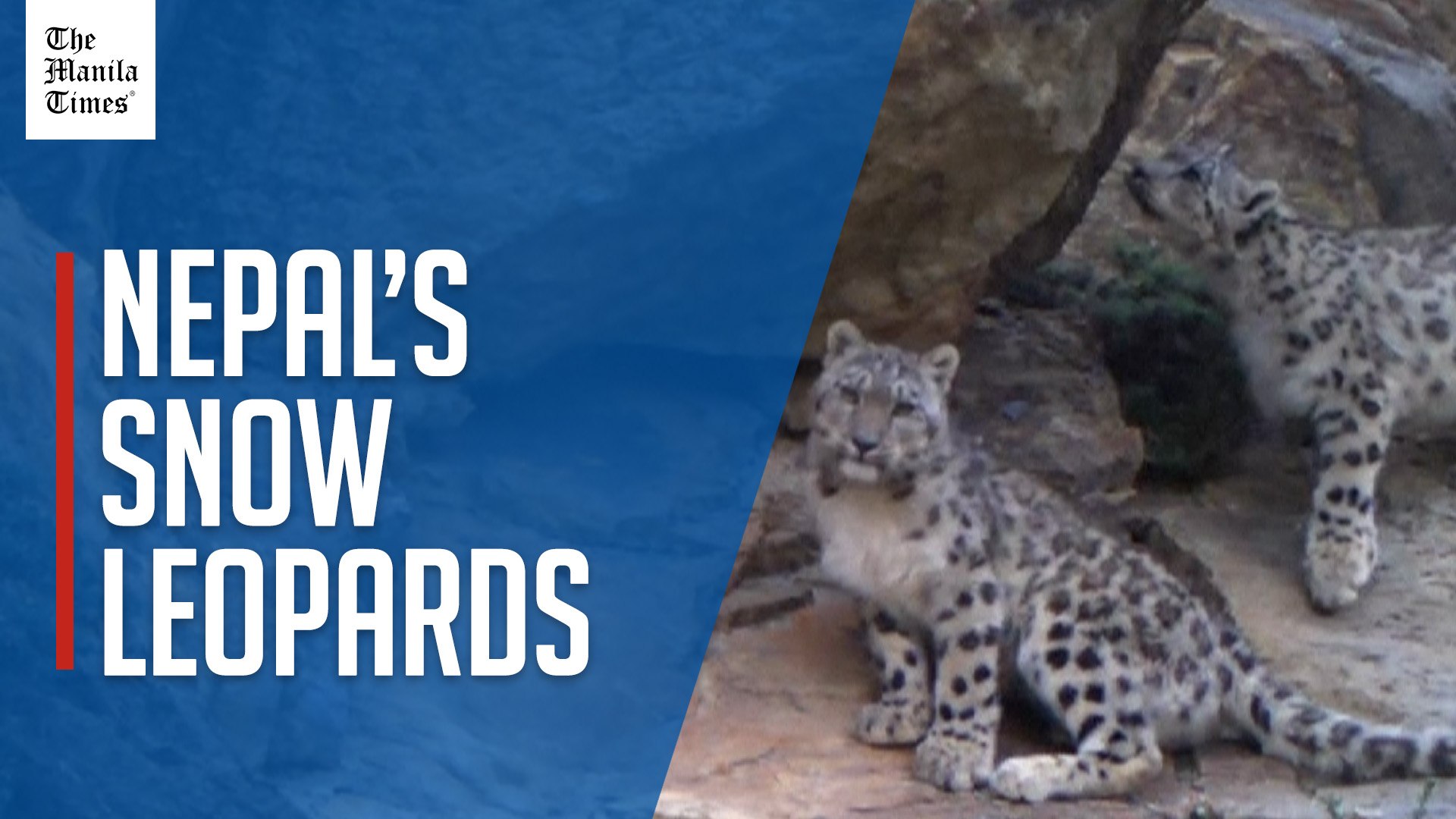 ⁣Landmark Nepal survey estimates nearly 400 elusive snow leopards