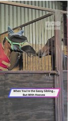 Little Brother Horse Trolls Big Bro While 'Helping' Him 😂🐴