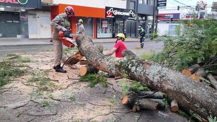 Bombeiros cortam árvore caída e desobstruem rua no Centro de Cascavel