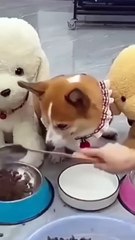 🤣🤣🤣 The dog did angry when food gave less