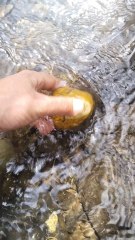 suyun ićinde turuncu beyaz taş buldum