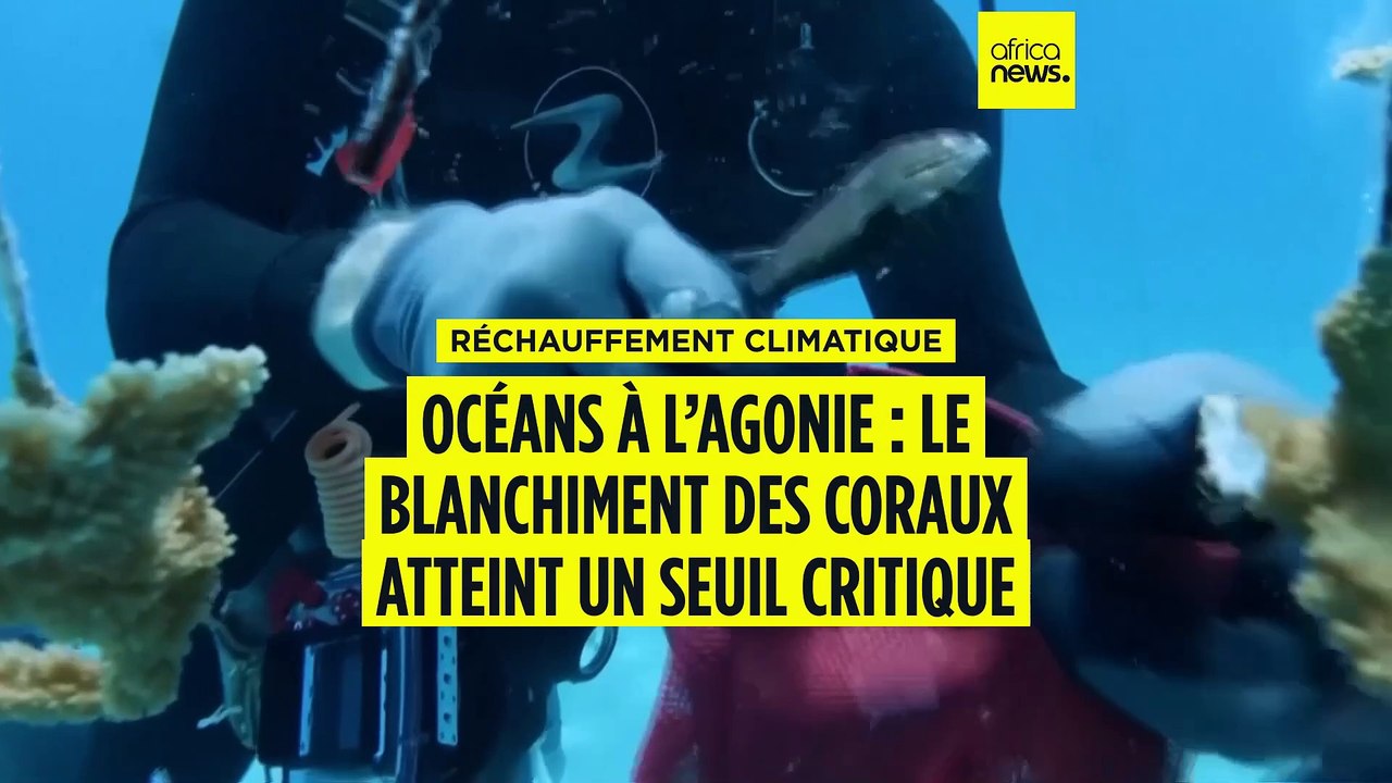 Réchauffement climatique : le blanchiment des coraux atteint un seuil critique