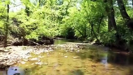 Unrestricted Large Acreage Lots - 10+ acre lots in Wilkes County NC- May 11th Liquidation Sale