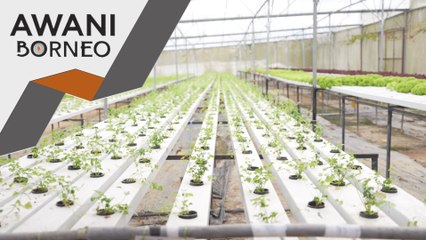 Kundasang Aquafarm, cetusan idea usahawan muda