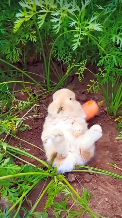 Cute Bunny eating carrot 🥕🐇💞__Please subscribe