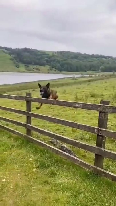 Pet bloopers 2025 🤣🤣🤣🤣😍