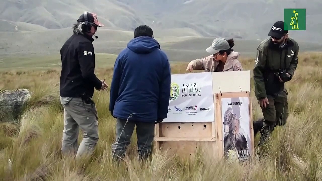 Liberan a un cóndor en Ecuador luego de recuperarse de disparos de perdigones en cuello y cráneo