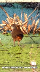 white breasted waterhen