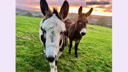 Our readers' animal photography