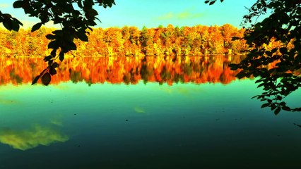 Peaceful Lake, Birdsong - Nature in 4K
