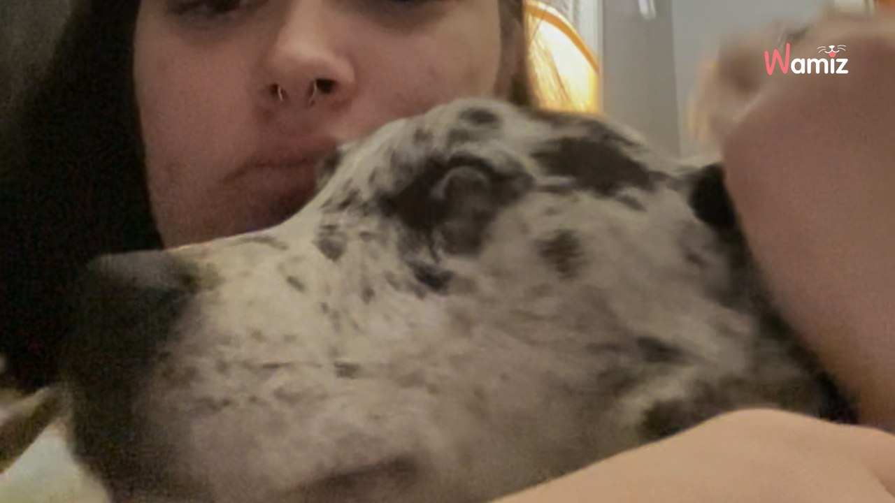 Hund der Nachbarn sucht Hilfe: Frau weiß nicht, was zu tun ist (Video)