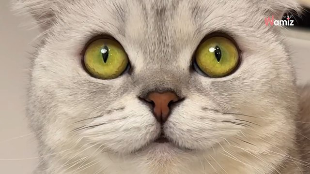 17 Millionen lachen über die Rache dieser Katze