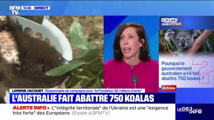 Pourquoi le gouvernement australien a-t-il fait abattre 750 koalas? BFMTV répond à vos questions