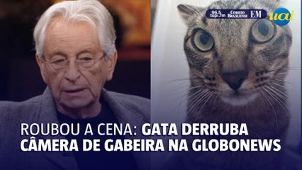 Gata ‘Renata’ derruba câmera durante fala de Gabeira na GloboNews