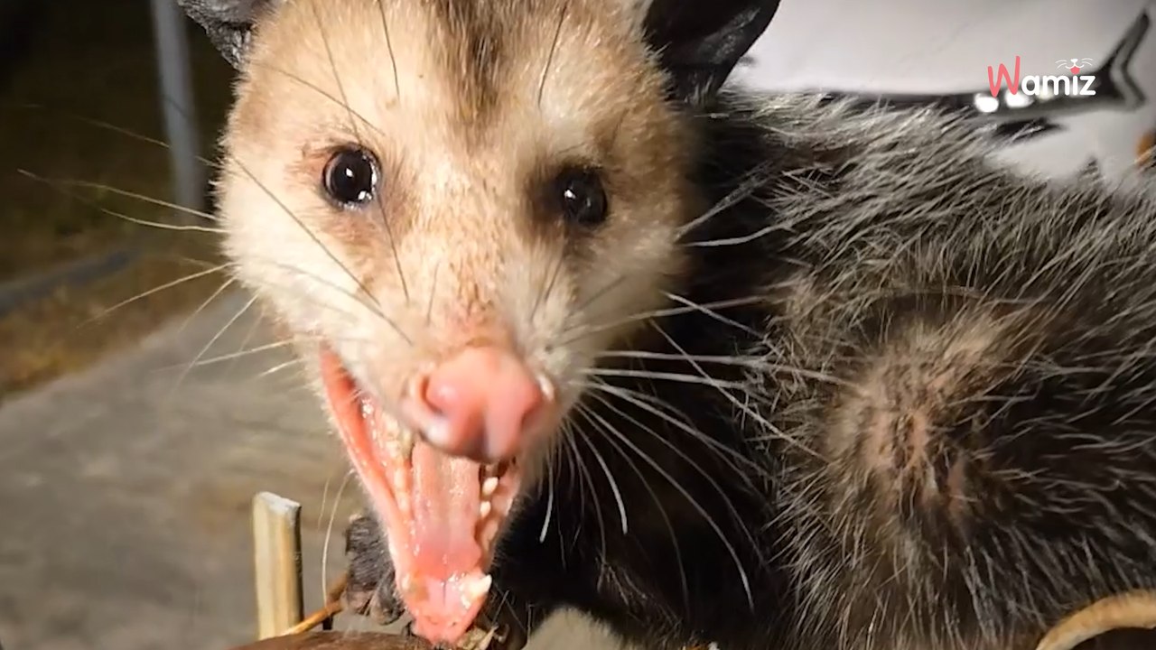 Eindringling versucht um 2 Uhr morgens das Tor zu öffnen: 42 Millionen Menschen warnen sie (Video)