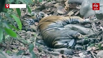 मध्य प्रदेश: एक अनूठा 'स्कूल' जहां बाघों को जंगल में रहने और शिकार करने की सिखाई जाती है कला