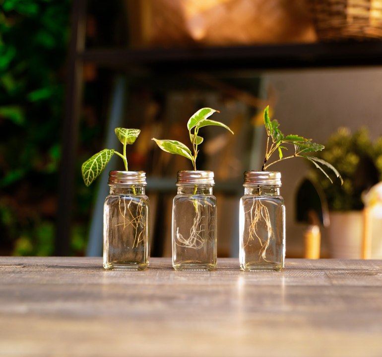 Conseils d'experts en jardinage pour des plantes plus saines et des rendements plus élevés !