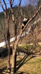 Panda Daily: Climb a tree🐼(32)   #Panda #Lovely