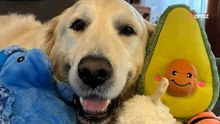 Una coppia adotta un Golden Retriever e ha un messaggio per chi lo ha maltrattato per 9 anni
