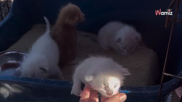 Zwei Schwestern finden Käfig auf dem Feld: Von seinem Inhalt sind sie völlig baff