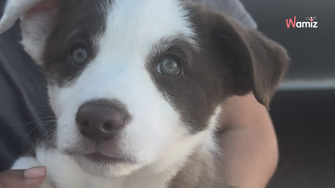 They adopt puppy, but return her the very next day for baffling reason (video)