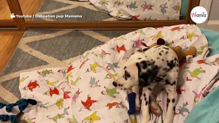 Watch: Dalmatian puppy spots himself in mirror and his reaction is pure gold
