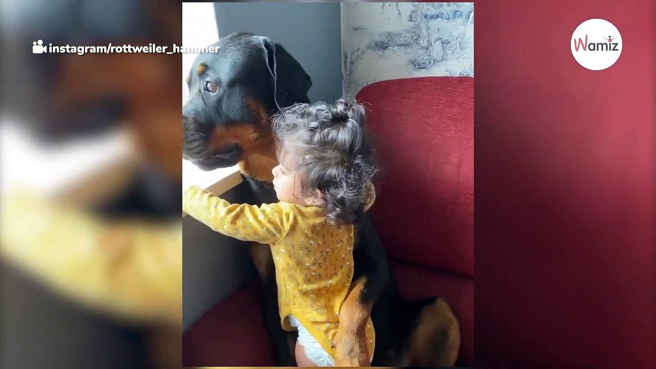 Baby jumps onto Rottweiler for a hug: The dog's reaction leaves everyone speechless