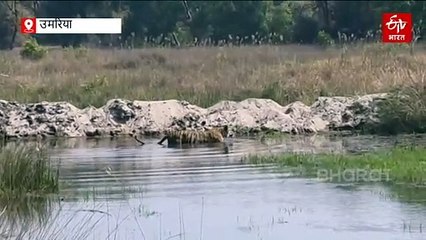बांधवगढ़ में ही देखे जा सकते हैं ऐसे बाघ, पर्यटकों के साथ गजब का तालमेल