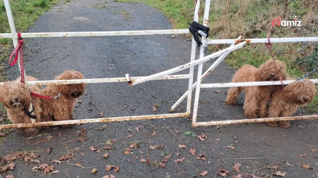 Mężczyzna jedzie na rowerze, kiedy zauważa, że wpatrują się w niego cztery pary oczu
