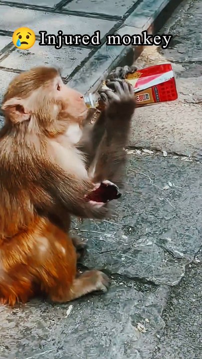 Injured monkey 🐒