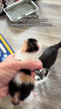 Moggy is undoubtedly one of the best cats and mom’s I’ve ever had. #kitten #kittensoftiktok #catsoftiktok #cat #fosteringsaveslives #catrescue #kittens #cats #Love #cute #cattok #catmom #catlife #meow