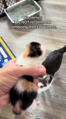 Moggy is undoubtedly one of the best cats and mom’s I’ve ever had. #kitten #kittensoftiktok #catsoftiktok #cat #fosteringsaveslives #catrescue #kittens #cats #Love #cute #cattok #catmom #catlife #meow