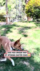 He was getting impatient 🤣 (🎥 ViralHog) #ladbible #funnyvideos😂 #dogsoftiktok #easter #pets #animals