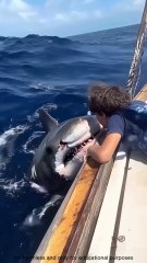 What Would It Look Like If a Shark Swallowed You Whole. 🦈😱 #shorts