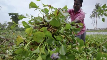 Water Hyacinths: From harmful plant to useful paper!